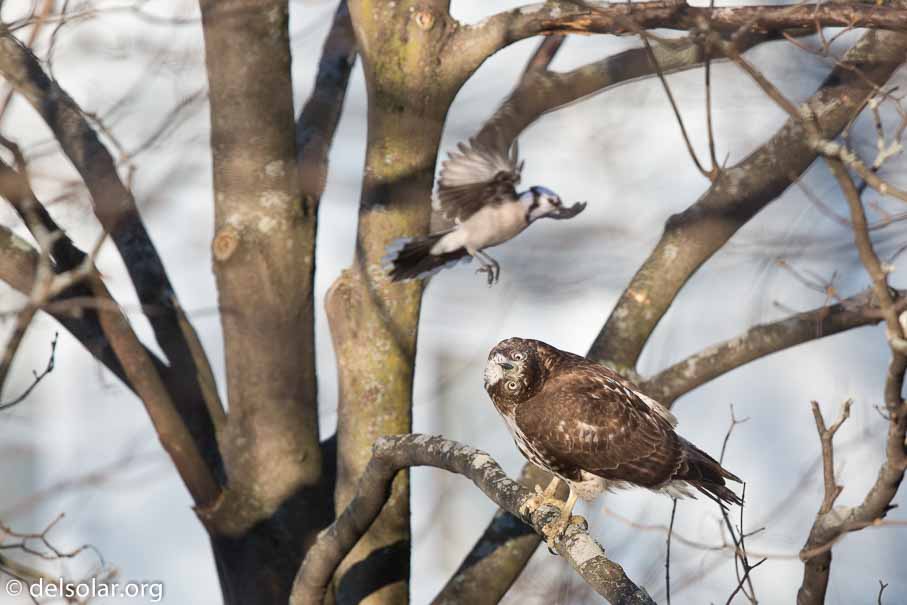 Canon EOS 5D Mark III  --  EF600mm f/4L IS II USM -- 1/4000 sec at f / 5.0 -- ISO 800 -- 1/3 EV -- 