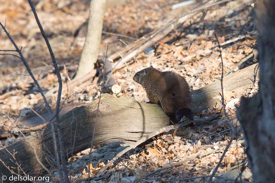 Canon EOS 5D Mark III  --  EF600mm f/4L IS II USM -- 1/1250 sec at f / 5.0 -- ISO 800 -- 1/3 EV -- 