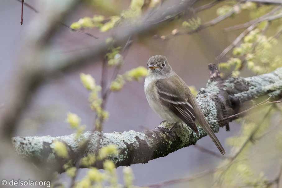 Canon EOS 7D Mark II  --  EF600mm f/4L IS II USM -- 1/5000 sec at f / 4.5 -- ISO 1600 -- 2/3 EV -- 