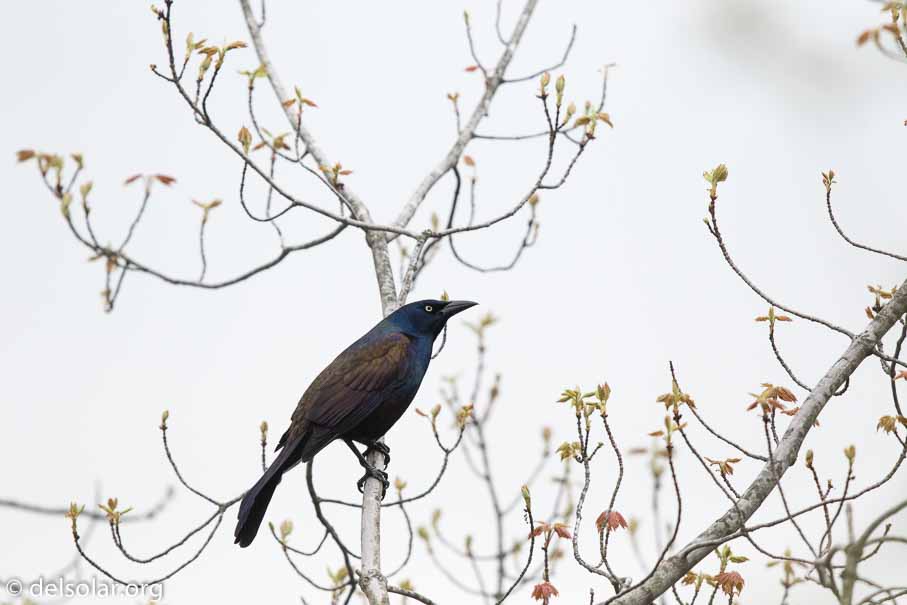 Canon EOS 7D Mark II  --  EF600mm f/4L IS II USM -- 1/8000 sec at f / 4.5 -- ISO 800 -- 2/3 EV -- 