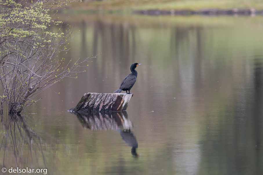 Canon EOS 7D Mark II  --  EF600mm f/4L IS II USM -- 1/1600 sec at f / 4.5 -- ISO 1250 -- 2/3 EV -- 