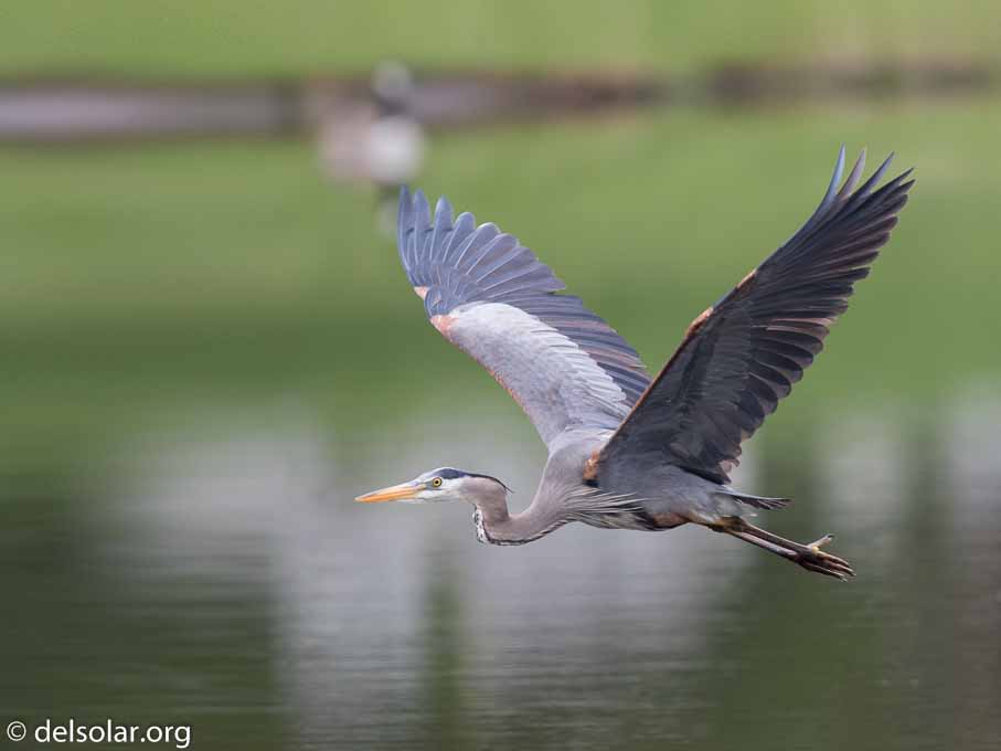 Canon EOS 7D Mark II  --  EF600mm f/4L IS II USM -- 1/1000 sec at f / 4.5 -- ISO 400 -- 1/3 EV -- 