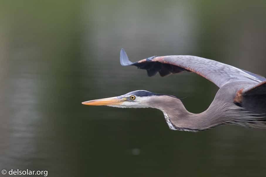 Canon EOS 7D Mark II  --  EF600mm f/4L IS II USM -- 1/1000 sec at f / 4.5 -- ISO 400 -- 1/3 EV -- 