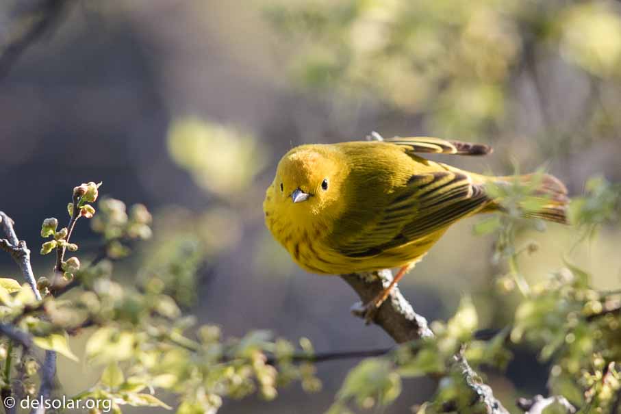 Canon EOS 7D Mark II  --  EF600mm f/4L IS II USM -- 1/1600 sec at f / 4.5 -- ISO 1600 -- 2/3 EV -- 