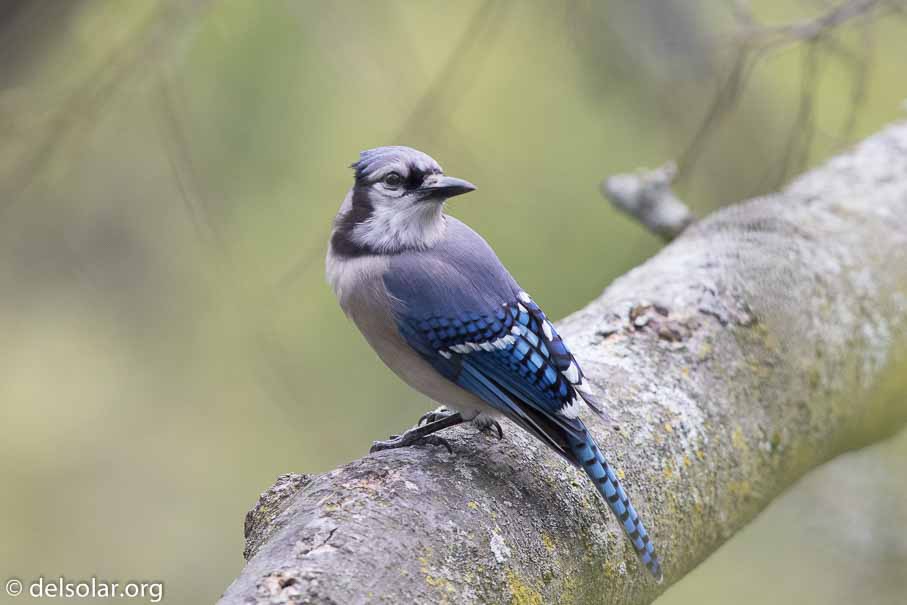 Canon EOS 7D Mark II  --  EF600mm f/4L IS II USM -- 1/1000 sec at f / 5.0 -- ISO 1600 -- 2/3 EV -- 