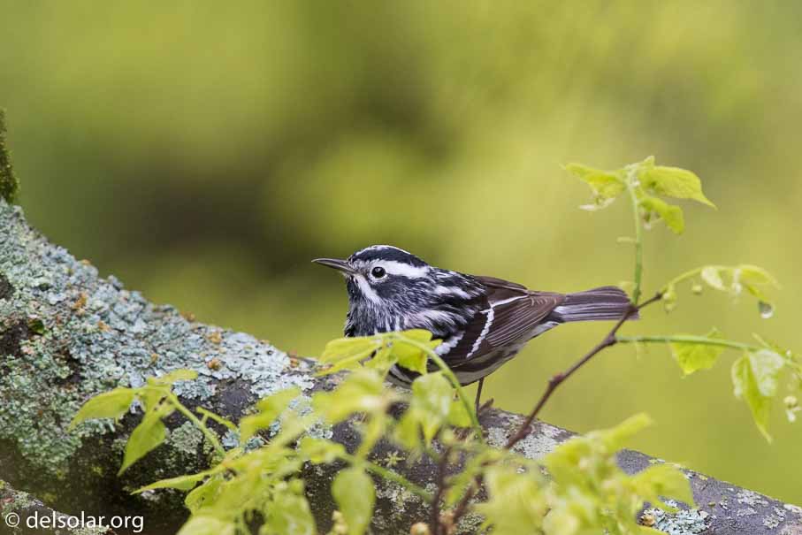 Canon EOS 7D Mark II  --  EF600mm f/4L IS II USM -- 1/400 sec at f / 5.0 -- ISO 1600 -- 2/3 EV -- 