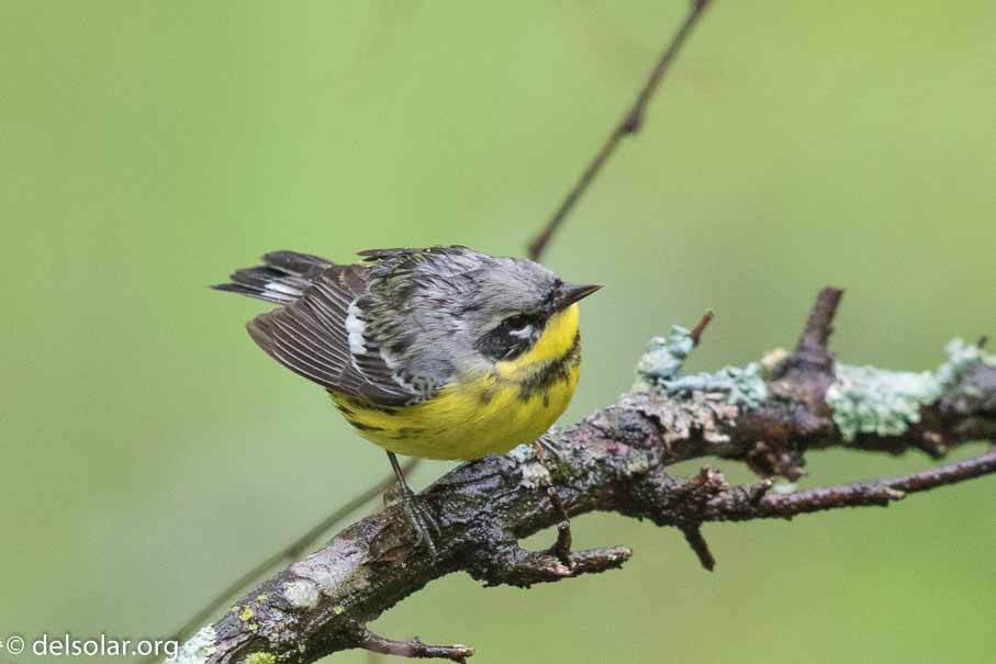 Canon EOS 7D Mark II  --  EF600mm f/4L IS II USM -- 1/640 sec at f / 5.0 -- ISO 2500 -- 2/3 EV -- 