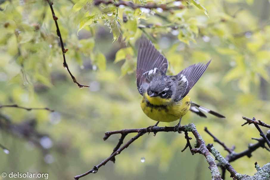 Canon EOS 7D Mark II  --  EF600mm f/4L IS II USM -- 1/1000 sec at f / 5.0 -- ISO 2500 -- 2/3 EV -- 