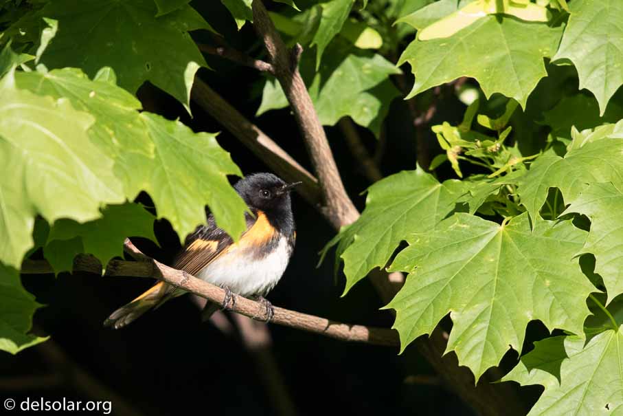 Canon EOS 7D Mark II  --  EF600mm f/4L IS II USM -- 1/3200 sec at f / 4.5 -- ISO 1600 -- 2/3 EV -- 