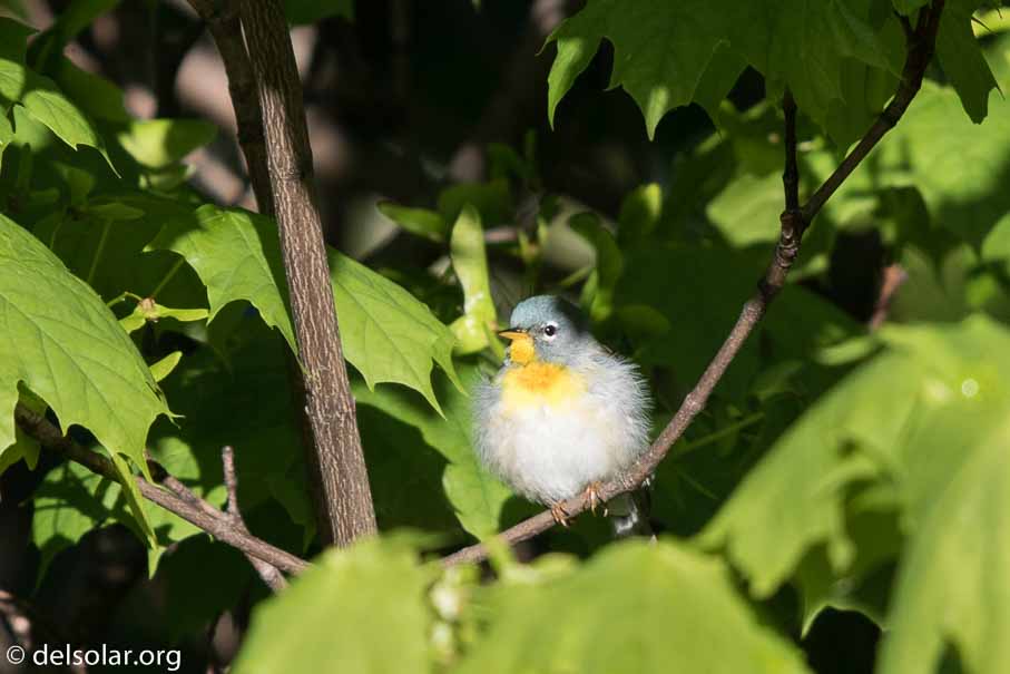 Canon EOS 7D Mark II  --  EF600mm f/4L IS II USM -- 1/800 sec at f / 5.0 -- ISO 200 -- 0 EV -- 