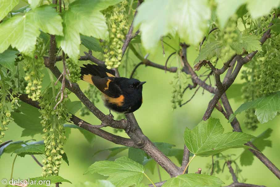 Canon EOS 7D Mark II  --  EF600mm f/4L IS II USM -- 1/1250 sec at f / 5.0 -- ISO 1250 -- 2/3 EV -- 