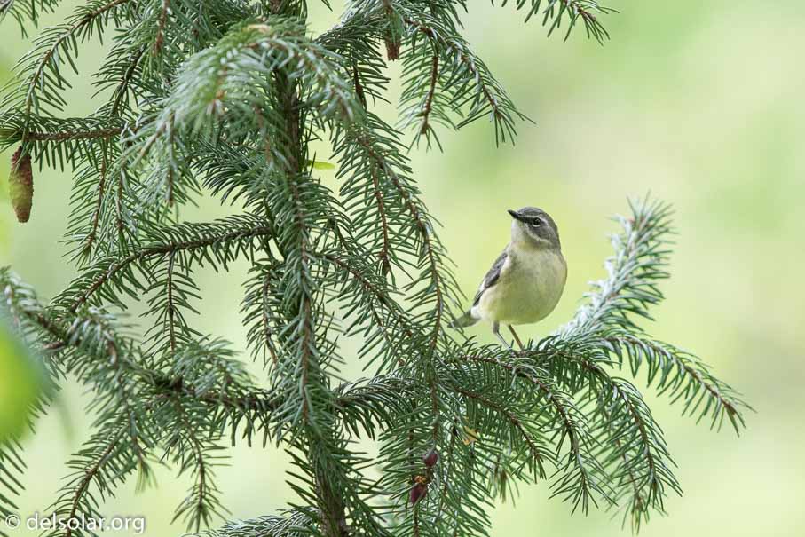 Canon EOS 7D Mark II  --  EF600mm f/4L IS II USM -- 1/400 sec at f / 5.0 -- ISO 1250 -- 1 1/3 EV -- 