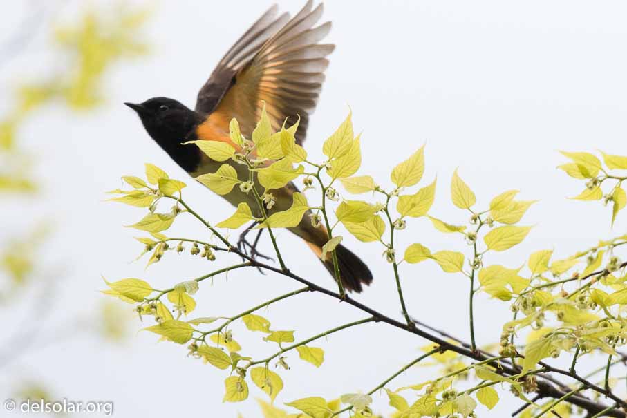 Canon EOS 7D Mark II  --  EF600mm f/4L IS II USM -- 1/8000 sec at f / 5.0 -- ISO 1250 -- 2/3 EV -- 