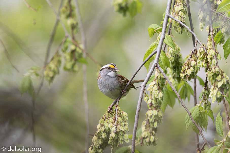Canon EOS 7D Mark II  --  EF600mm f/4L IS II USM -- 1/3200 sec at f / 5.6 -- ISO 1250 -- 2/3 EV -- 