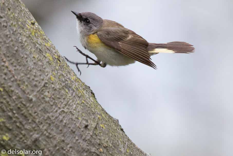 Canon EOS 7D Mark II  --  EF600mm f/4L IS II USM -- 1/640 sec at f / 5.0 -- ISO 800 -- 2/3 EV -- 