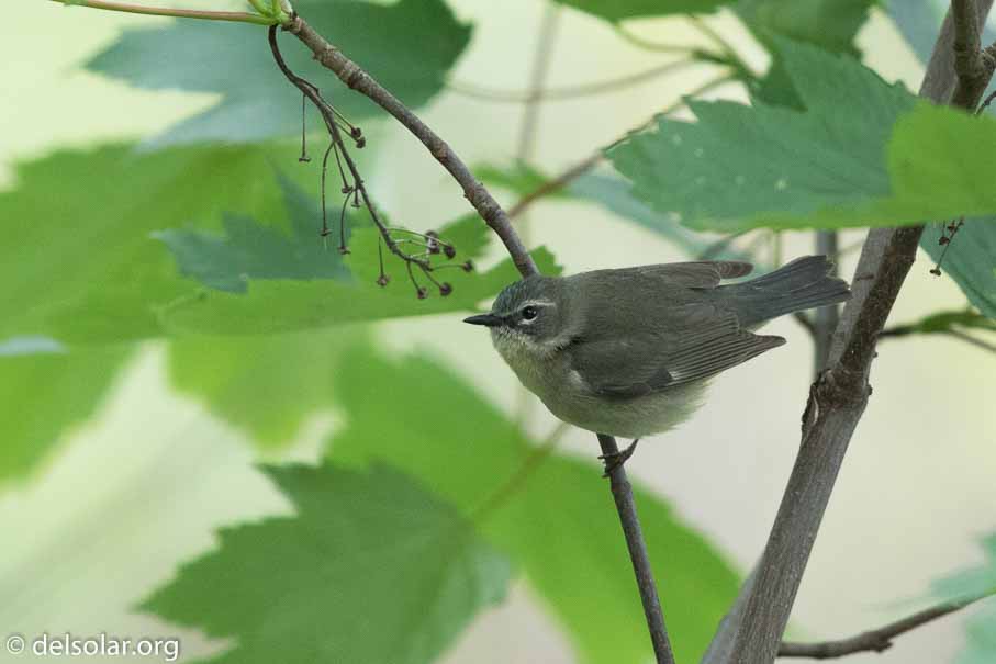 Canon EOS 7D Mark II  --  EF600mm f/4L IS II USM -- 1/500 sec at f / 4.5 -- ISO 1600 -- 2/3 EV -- 