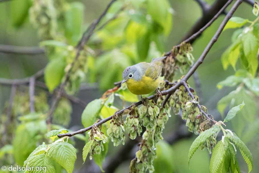 Canon EOS 7D Mark II  --  EF600mm f/4L IS II USM -- 1/320 sec at f / 4.5 -- ISO 2500 -- 2/3 EV -- 