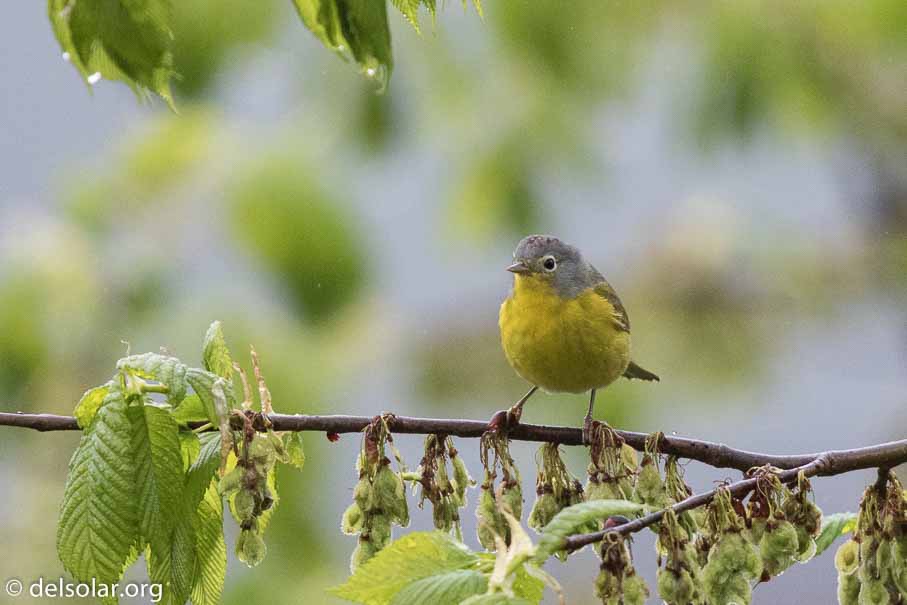 Canon EOS 7D Mark II  --  EF600mm f/4L IS II USM -- 1/500 sec at f / 4.5 -- ISO 2500 -- 2/3 EV -- 