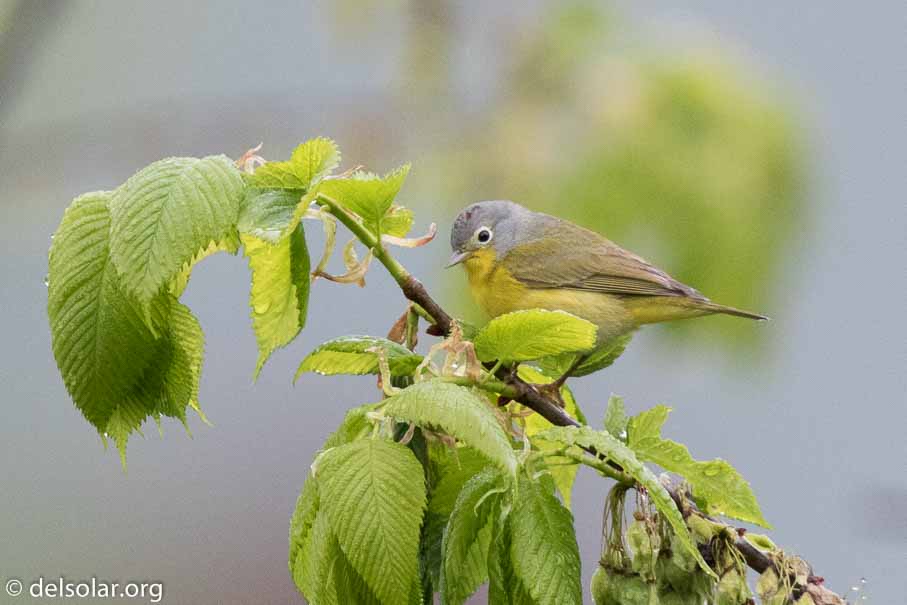 Canon EOS 7D Mark II  --  EF600mm f/4L IS II USM -- 1/500 sec at f / 4.5 -- ISO 2500 -- 2/3 EV -- 