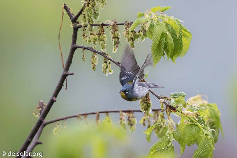 Canon EOS 7D Mark II  --  EF600mm f/4L IS II USM -- 1/800 sec at f / 4.5 -- ISO 2500 -- 2/3 EV -- 