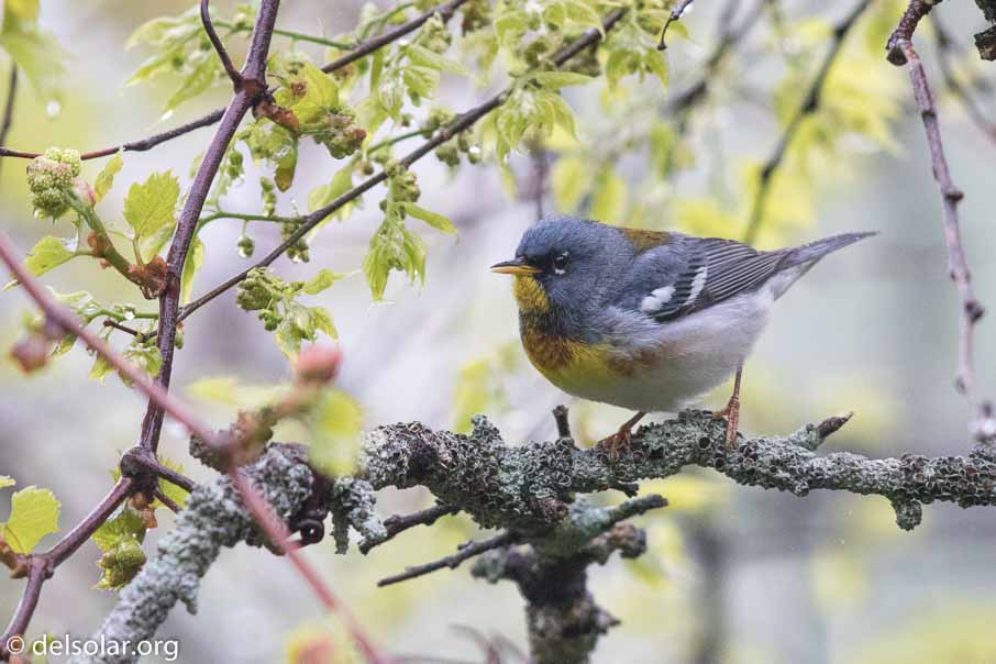 Canon EOS 7D Mark II  --  EF600mm f/4L IS II USM -- 1/1600 sec at f / 4.5 -- ISO 2500 -- 2/3 EV -- 