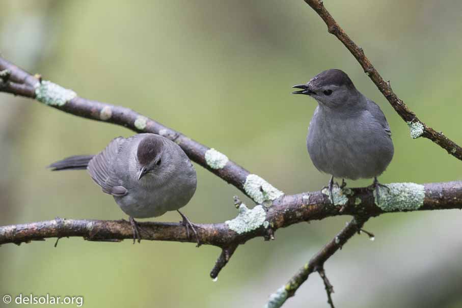 Canon EOS 7D Mark II  --  EF600mm f/4L IS II USM -- 1/1000 sec at f / 4.5 -- ISO 2500 -- 2/3 EV -- 