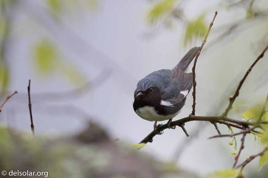 Canon EOS 7D Mark II  --  EF600mm f/4L IS II USM -- 1/3200 sec at f / 4.5 -- ISO 2500 -- 2/3 EV -- 