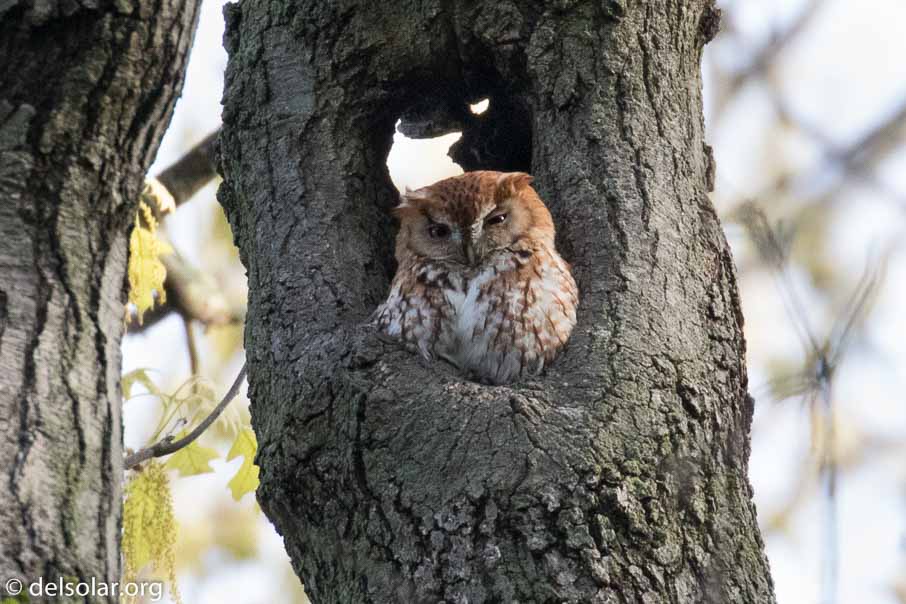 Canon EOS 7D Mark II  --  EF100-400mm f/4.5-5.6L IS II USM -- 1/800 sec at f / 5.6 -- ISO 1600 -- 1 1/3 EV -- 