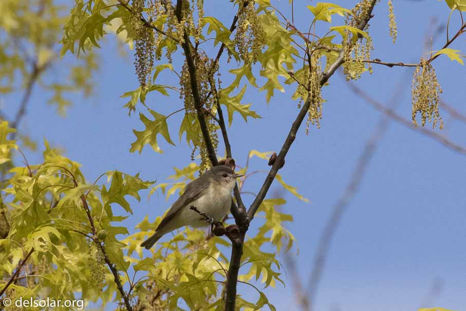 Canon EOS 7D Mark II  --  EF100-400mm f/4.5-5.6L IS II USM -- 1/6400 sec at f / 7.1 -- ISO 1600 -- 1/3 EV -- 