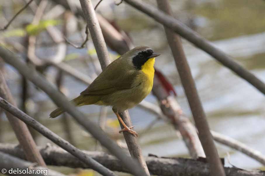 Canon EOS 7D Mark II  --  EF100-400mm f/4.5-5.6L IS II USM -- 1/1250 sec at f / 7.1 -- ISO 1600 -- 1/3 EV -- 