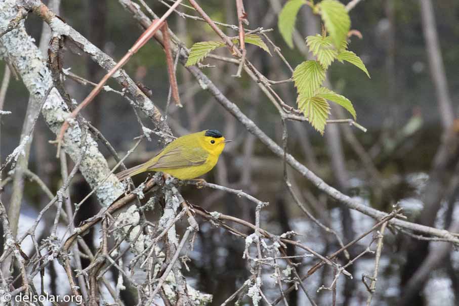 Canon EOS 7D Mark II  --  EF100-400mm f/4.5-5.6L IS II USM -- 1/640 sec at f / 7.1 -- ISO 1600 -- 1/3 EV -- 