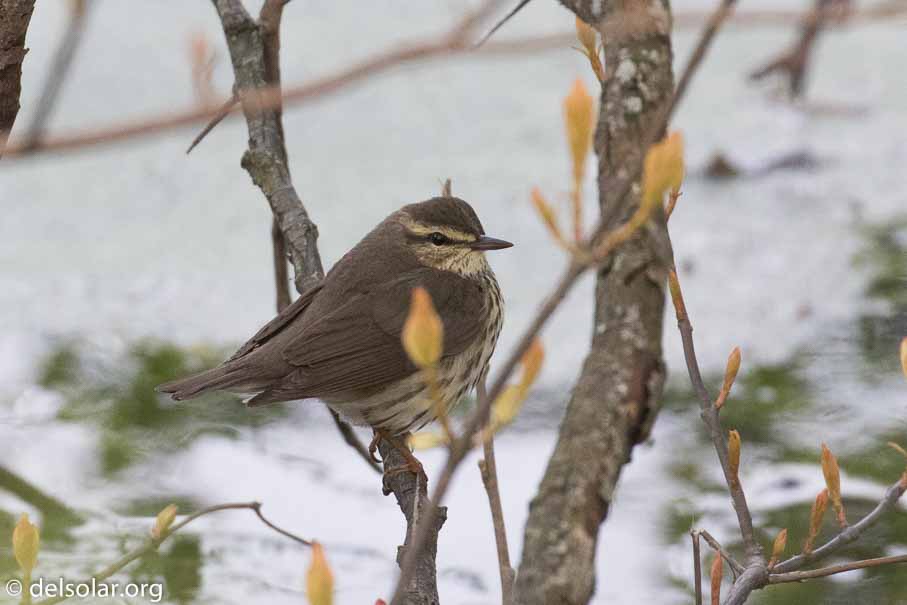 Canon EOS 7D Mark II  --  EF100-400mm f/4.5-5.6L IS II USM -- 1/800 sec at f / 6.3 -- ISO 1600 -- 1 EV -- 