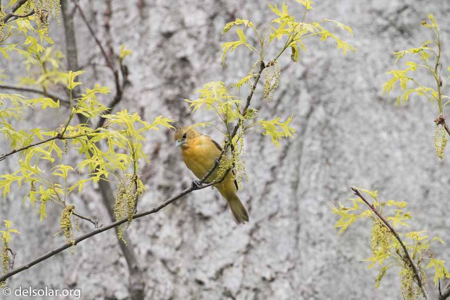 Canon EOS 7D Mark II  --  EF100-400mm f/4.5-5.6L IS II USM -- 1/1250 sec at f / 6.3 -- ISO 1600 -- 1 EV -- 