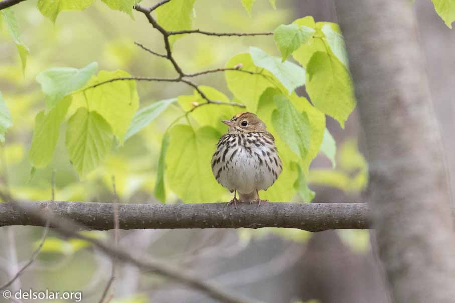 Canon EOS 7D Mark II  --  EF100-400mm f/4.5-5.6L IS II USM -- 1/400 sec at f / 6.3 -- ISO 1600 -- 1 EV -- 