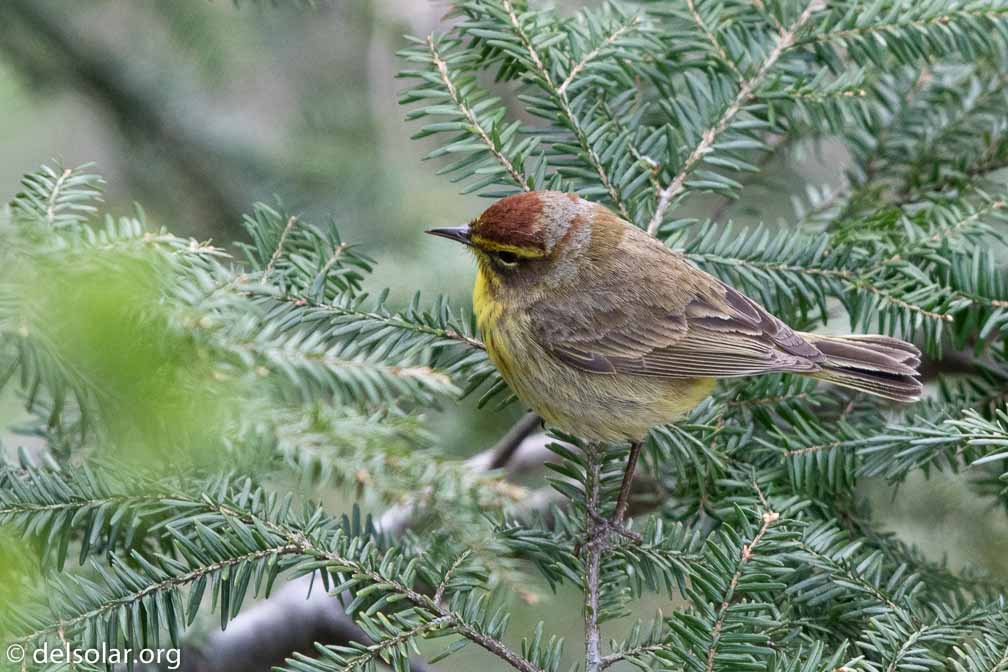 Canon EOS 7D Mark II  --  EF600mm f/4L IS II USM -- 1/400 sec at f / 5.6 -- ISO 800 -- 0 EV -- 