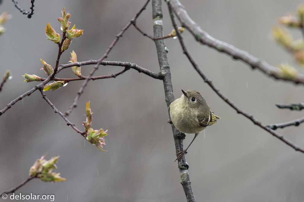 Canon EOS 7D Mark II  --  EF600mm f/4L IS II USM -- 1/320 sec at f / 5.0 -- ISO 500 -- 0 EV -- 