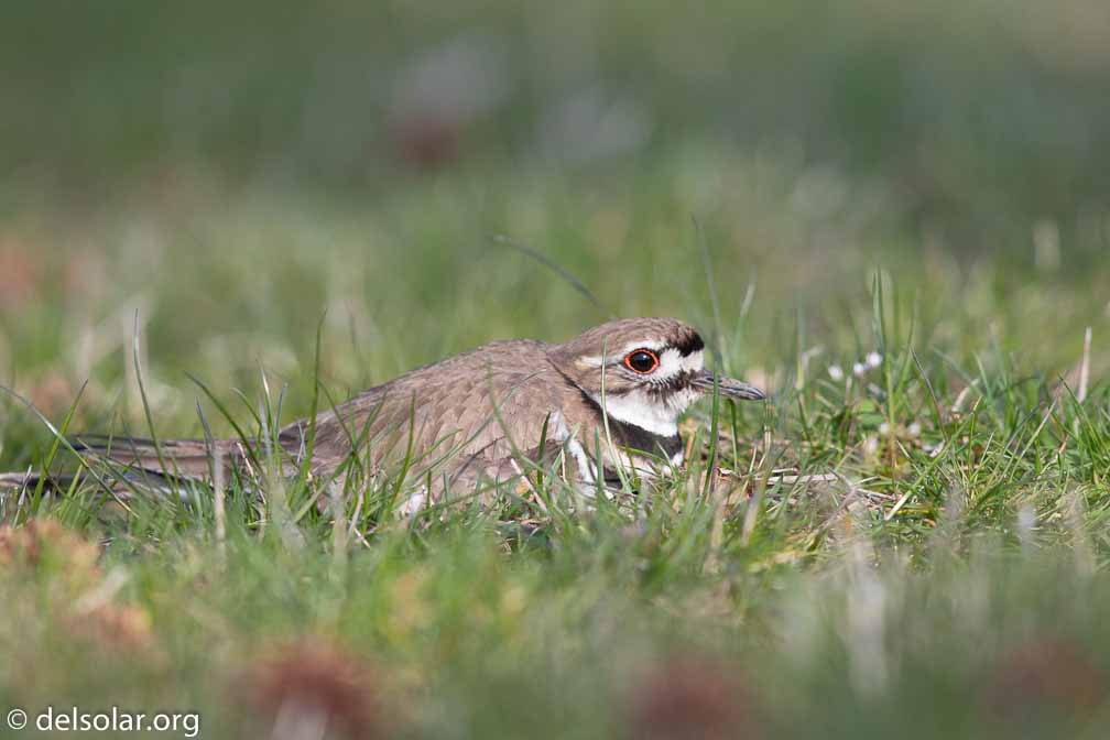 Canon EOS 7D Mark II  --  EF600mm f/4L IS II USM -- 1/2000 sec at f / 5.0 -- ISO 640 -- 1/3 EV -- 