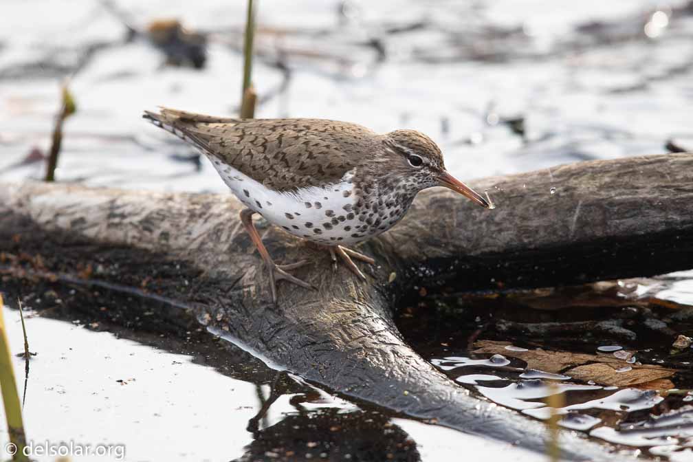 Canon EOS 7D Mark II  --  EF600mm f/4L IS II USM -- 1/1250 sec at f / 5.0 -- ISO 640 -- 1/3 EV -- 