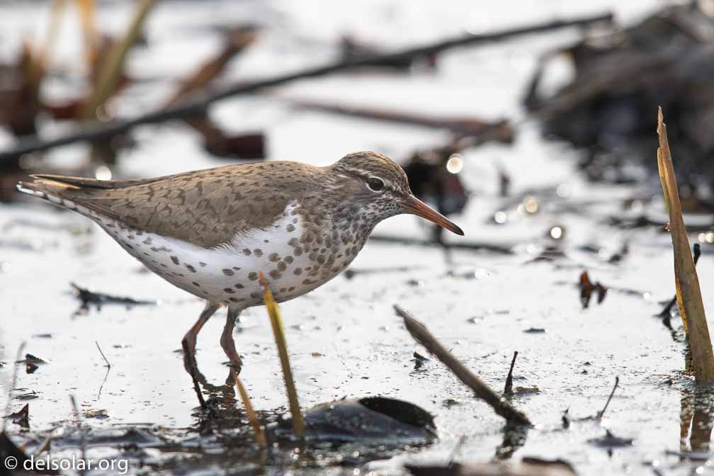 Canon EOS 7D Mark II  --  EF600mm f/4L IS II USM -- 1/5000 sec at f / 5.0 -- ISO 640 -- 0 EV -- 