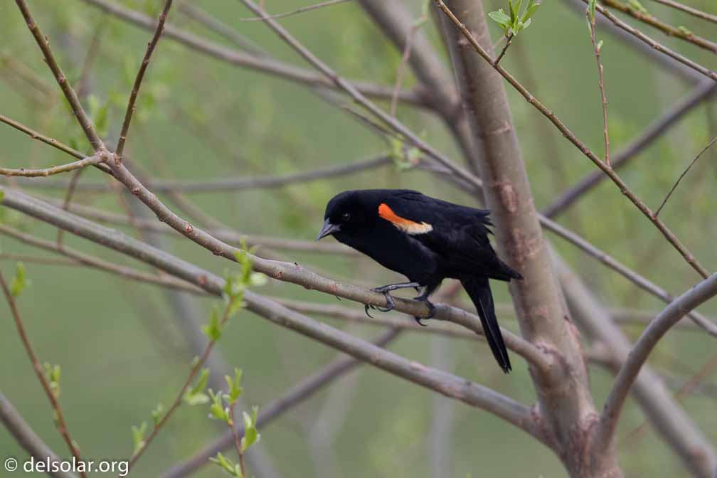 Canon EOS 7D Mark II  --  EF600mm f/4L IS II USM -- 1/1000 sec at f / 5.0 -- ISO 640 -- 0 EV -- 