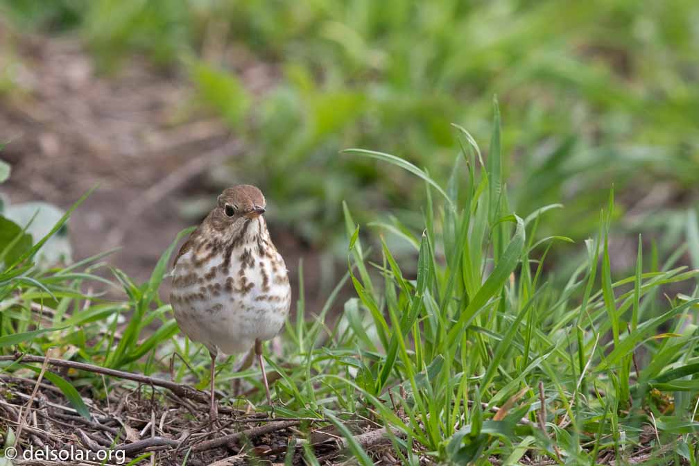 Canon EOS 7D Mark II  --  EF600mm f/4L IS II USM -- 1/640 sec at f / 5.0 -- ISO 400 -- 0 EV -- 