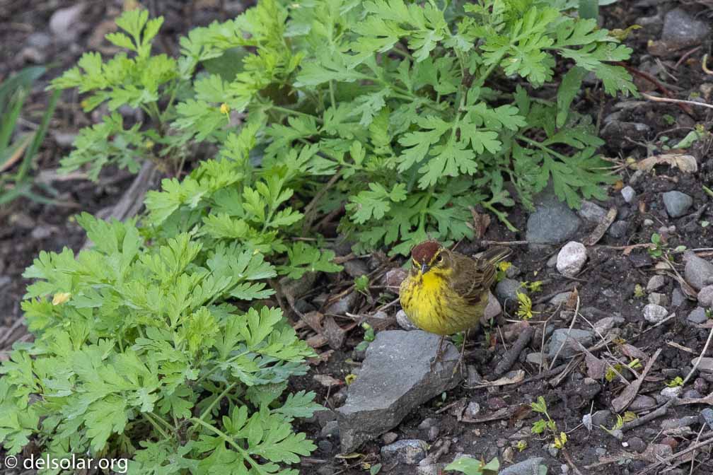 Canon EOS 7D Mark II  --  EF600mm f/4L IS II USM -- 1/400 sec at f / 5.6 -- ISO 800 -- 0 EV -- 