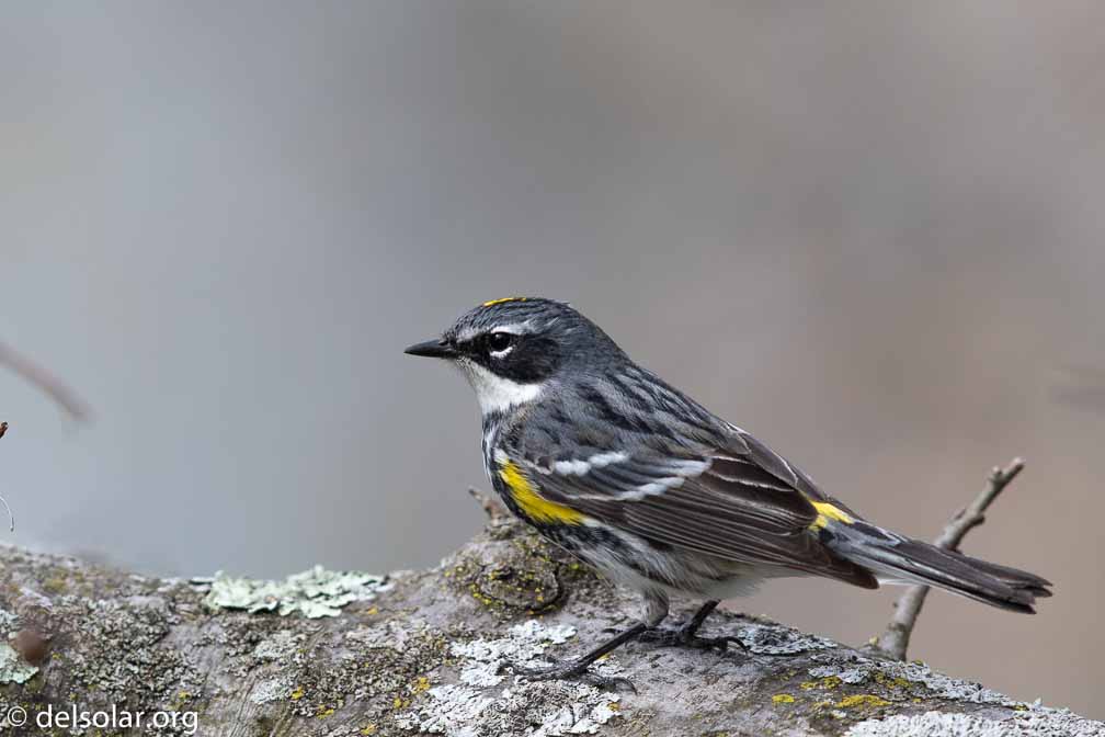 Canon EOS 7D Mark II  --  EF600mm f/4L IS II USM -- 1/1000 sec at f / 5.0 -- ISO 320 -- 0 EV -- 