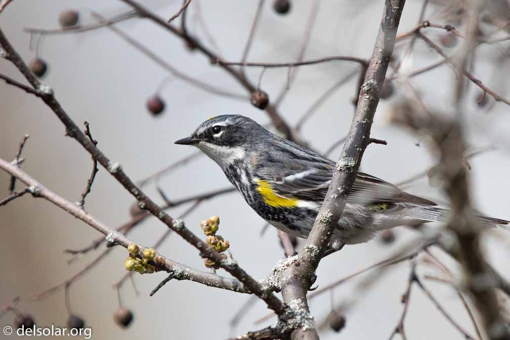 Canon EOS 7D Mark II  --  EF600mm f/4L IS II USM -- 1/3200 sec at f / 5.0 -- ISO 320 -- 0 EV -- 