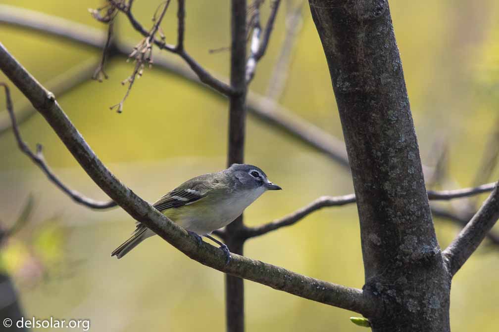 Canon EOS 7D Mark II  --  EF600mm f/4L IS II USM -- 1/1250 sec at f / 5.0 -- ISO 320 -- 0 EV -- 