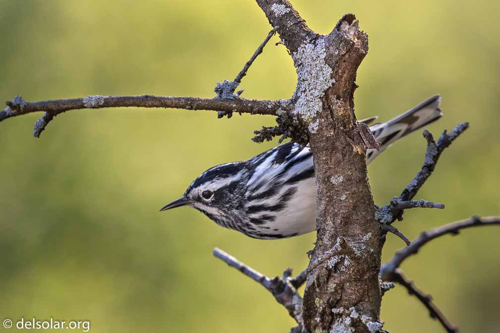 Canon EOS 7D Mark II  --  EF600mm f/4L IS II USM -- 1/500 sec at f / 5.0 -- ISO 320 -- 0 EV -- 