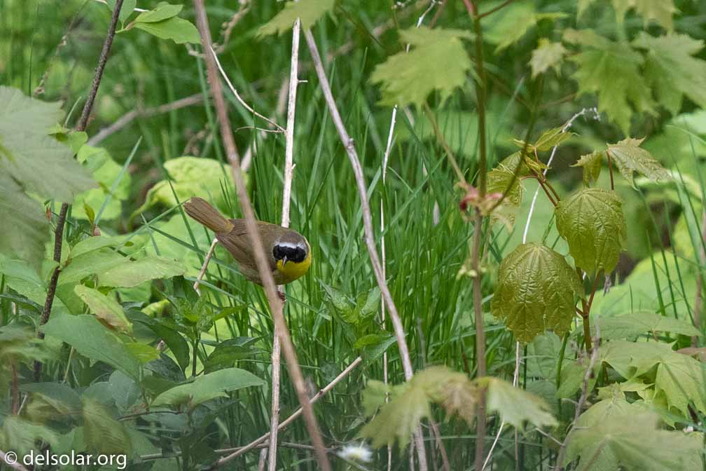 Canon EOS 7D Mark II  --  EF600mm f/4L IS II USM -- 1/1600 sec at f / 4.5 -- ISO 800 -- 0 EV -- 