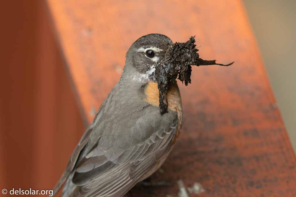 Canon EOS 7D Mark II  --  EF600mm f/4L IS II USM -- 1/2000 sec at f / 4.5 -- ISO 800 -- 0 EV -- 