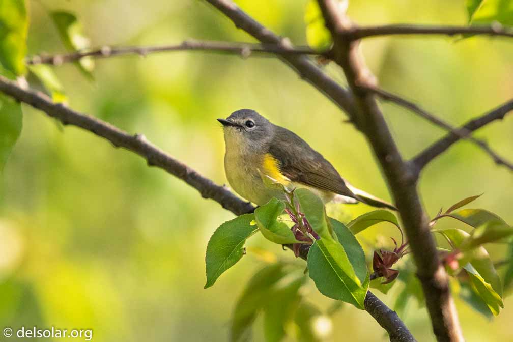 Canon EOS 7D Mark II  --  EF600mm f/4L IS II USM -- 1/4000 sec at f / 4.5 -- ISO 1250 -- 0 EV -- 