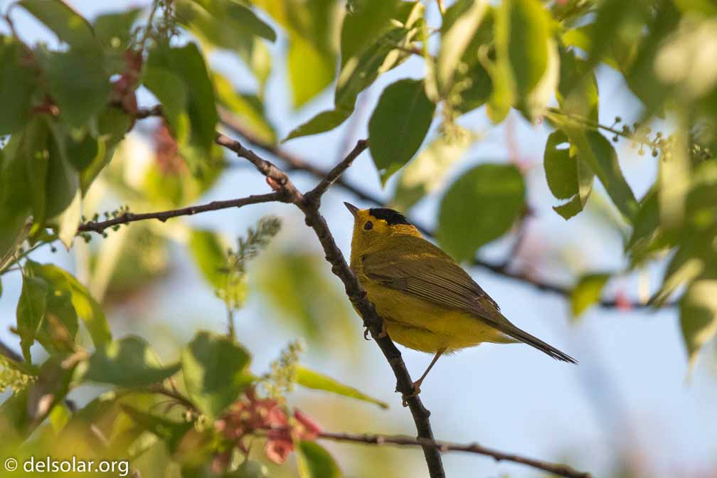 Canon EOS 7D Mark II  --  EF600mm f/4L IS II USM -- 1/8000 sec at f / 4.5 -- ISO 1250 -- 0 EV -- 